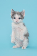 Kitten on two legs on a blue background