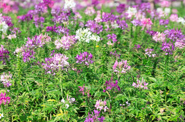 Cleome Spinosa Flower