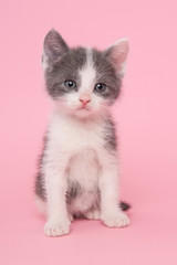 Grey and white kitten in pink