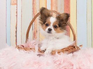 Dog in basket in pastel colors