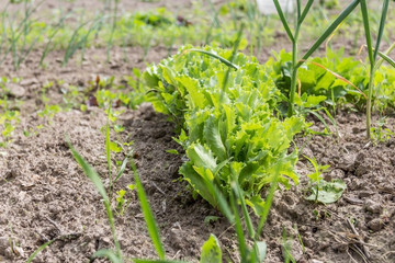 lettuce leaves on a vegetable garden