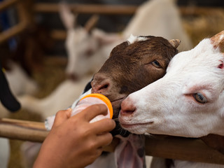 goat feed animal milk eat farm resort grassland raise animals