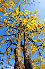 Fototapeta premium Tree with yellow leaves