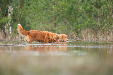 Toller dogs searching in the water