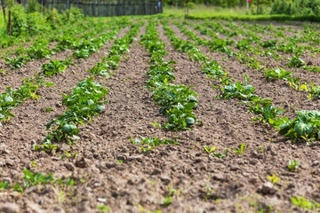 Fototapeta na wymiar plant potatoes in the vegetable garden
