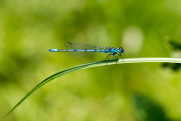 Dragon Fly, common blue damselfly