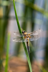 Dragon Fly, really big one