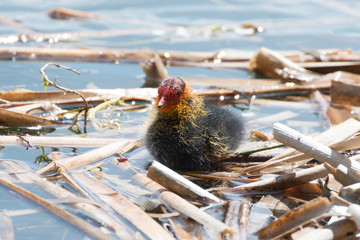 Obraz premium Black Coot with Chcks at Sea