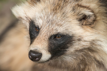raccoon dog portrait seen from above