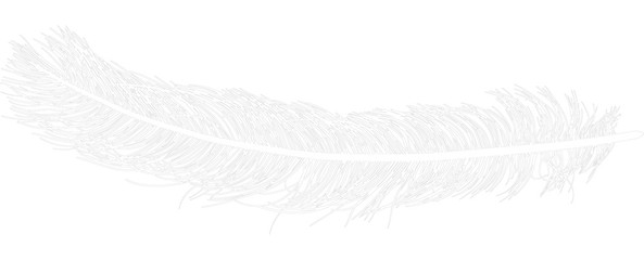long black ostrich feather sketch