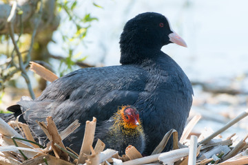 Black Coot with Chcks at Sea