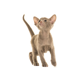 Blue grey oriental short hair siamese kitten cat looking up isolated on a white background
