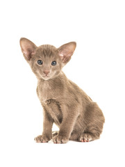 Cute grey blue sitting oriental shorthair with blue eyes isolated on a white background