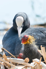 Black Coot with Chcks at Sea