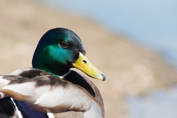 Wild Duck (Mallard) - Anas platyrhynchos