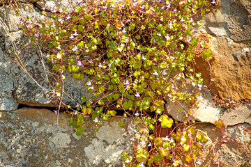 Klostermauer mit Mauerblümchen