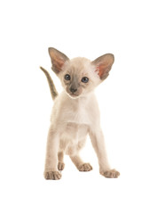 Seal point siamese baby cat kitten with blue eyes standing isolated on a white background