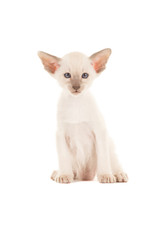 Cute siamese baby cat kitten with blue eyes sitting  isolated on a white background