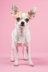 Standing chihuahua dog on a  pink background