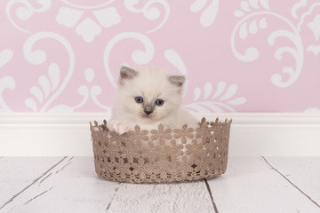 Ragdoll baby cat in lace basket in a living room setting