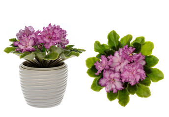 Saintpolia (african violet) isolated on white background.
