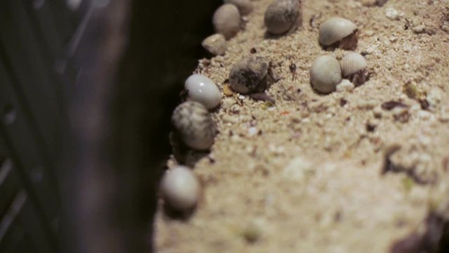 Few small land hermit maldivian crabs crawl in sand. Crab racing - local folk fun. Macro shot