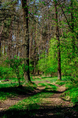 Naklejka premium road in the woods