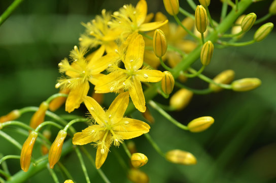Bulbine natalensis also known with common name Bulbine
