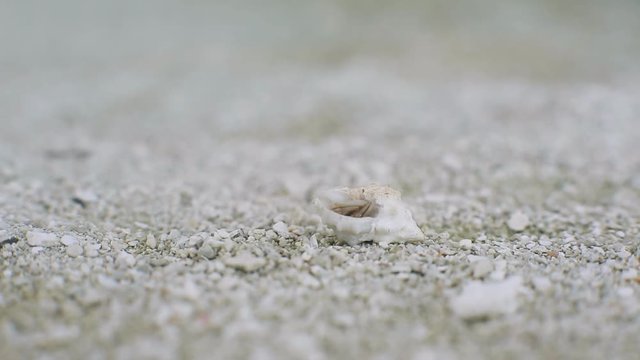 Little small white land hermin crab in sand hiding from camera and crawling away. Maldives natural beach. Midday. Cloudly.