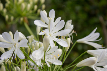 Weiße Schmucklilie - Agapanthus