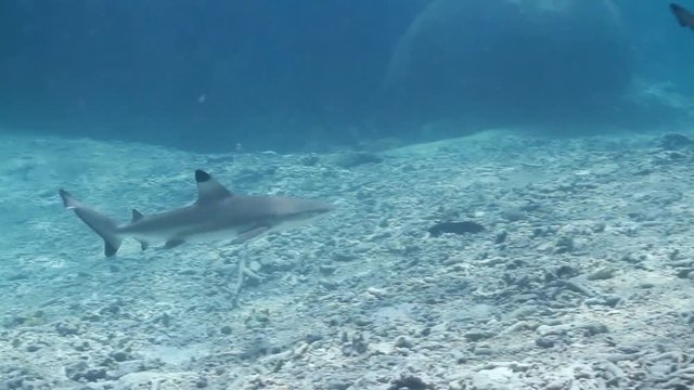 Two Juvenile blacktip reef sharks