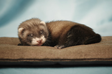 Young 4 weeks old dark color ferret 