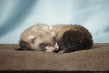 Nice little ferret relaxing on background