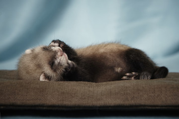 Baby ferret relaxing in studio