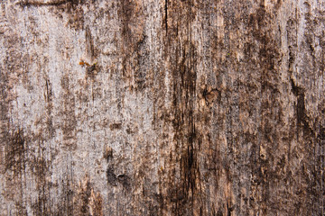 Moss and mold affect a wooden planks.