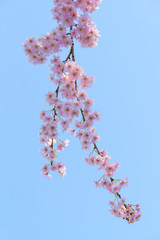 Weeping cherry blossoms.