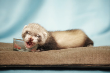 Young 4 weeks old ferret eating meat in studio