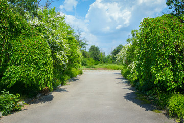 Fototapeta na wymiar Alley in abandoned park with mulberry trees and blooming jasmine bushes on the sides, sunny summer day, cloudy sky