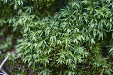 Bunch of forest leaves. Miniature leaf texture. 