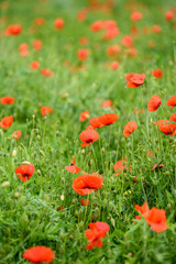 Poppy flower in a field with beautiful colors