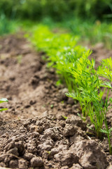 carrot plant in the vegetable garden