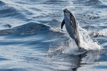common dolphin jumping outside the ocean