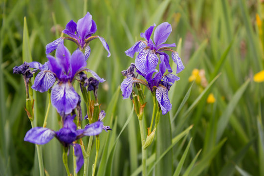 Blaue Gartenschwertlilie - Iris