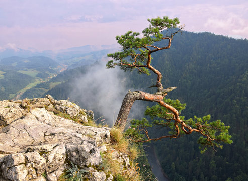 View from the top of Sokolica in Pieniny. Poland