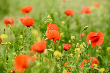 Poppy flower in a field with beautiful colors