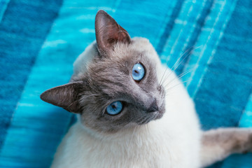 portrait cat with blue eyes on a blue background - 112928534