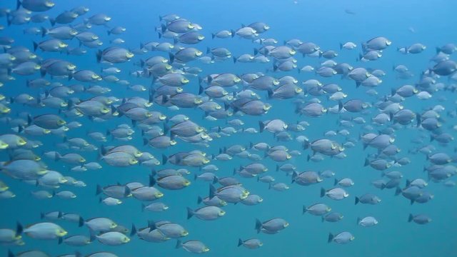 Schooling java rabbitfish