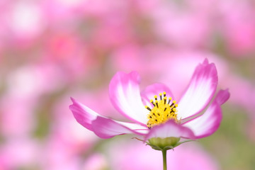 コスモスの花　

