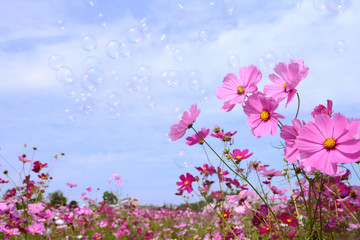 Obraz na płótnie Canvas コスモスの花とシャボン玉　青空背景