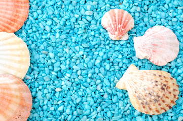 sfondo marino, ghiaia azzurra e conchiglie di Chlamys come cornice, spazio per testo